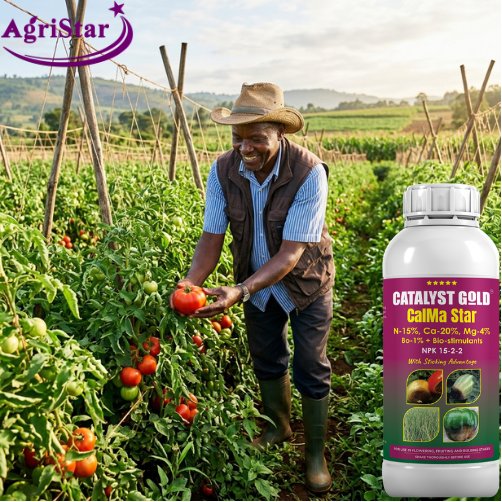 How to Stop Blossom End Rot in Tomatoes Before It Destroys Your Harvest